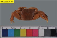 藏品(雙齒近相手蟹)的圖片